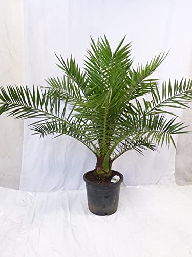 [Palmenlager] - XL Phoenix canariensis - kanarische Dattelpalme - 170 cm - großer 34 cm Ø Topf - dicker Stamm- viele Wedel//Indoor & Outdoor Palme von PalmenLager.de