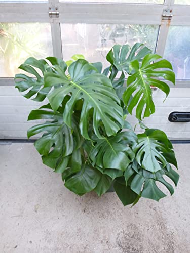 [Palmenlager] XXL Monstera deliciosa - Fensterblatt - 100/120 cm - Pot 30 cm Ø - Zimmerpflanze von PalmenLager.de