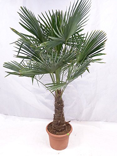 XXL Winterharte Palme XXL Stamm 40-50 cm - Trachycarpus fortunei "Chinesische Hanfpalme" 160-170 cm von PalmenLager.de