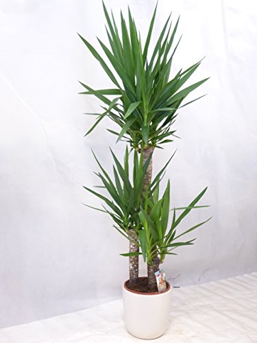 Yucca elephantipes 3er Tuff mit dicken Stämmen 140 cm/Zimmerpflanze Palme / echte Pflanze von PalmenLager.de