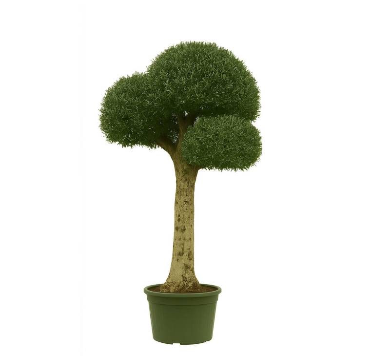 Palms-Store Olivenbaum Kugelbaum ca. 80 Jahre Alt Winterhart bis -17 °C Höhe ca. 250 cm, Qualität aus Spanien von Palms-Store