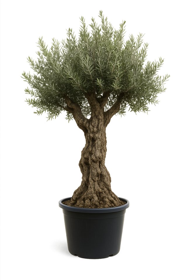 Palms-Store Olivenbaum Olea Europaea XXL 100 Jahre, Höhe ca.: 200cm - 250cm XXL Winterhart bis –18 °C von Palms-Store