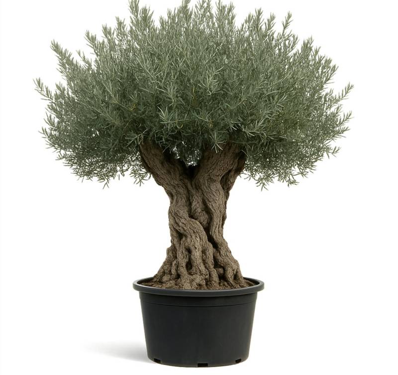 Palms-Store Olivenbaum ca.: 500 Jahre Alter schöner knorriger Stamm Olea Europaea, Knorriger Stamm, Immergrün & Extrem langlebig von Palms-Store