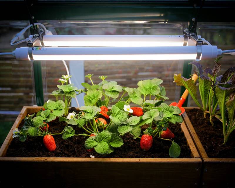 Palram - Canopia LED Gartenleuchte Brighton, LED fest integriert, Neutralweiß, LED-UV-Wachstumslicht für Gewächshäuser von Palram - Canopia