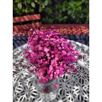 Glixia - Marcela Getrocknete Blumen Trockenblumen Deko Trockenblumenstrauß Kleine Blüten Zum Dekorieren, Basteln Oder Verschenken von Pamplex