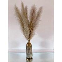 xxl Pampasgras Getrocknet Natur - Extra Fluffig Boho-Deko 3 Stiele xxl Pampasgras Getrocknet Natur - Extra Fluffig Boho-Deko 3 Stiele von Pamplex