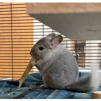 Getrockneter Bambus Kaugummi von PandamoniumPets