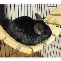 Holzbrücke-Bunte Perlen-Neue Sicher & Einfach Clips Zu Hängen von PandamoniumPets