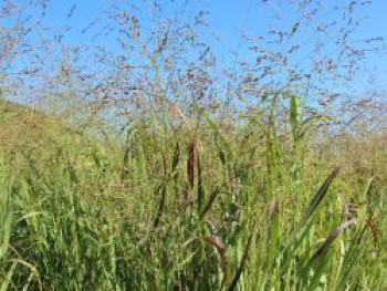 Bläuliche Rutenhirse 'Heavy Metal', Panicum virgatum 'Heavy Metal', Containerware von Panicum virgatum 'Heavy Metal'