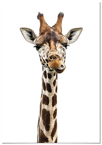 Panorama Leinwand Giraffe 70x100 cm - Gedruckt auf qualitativ hochwertigem Leinwand - Tiere Wanbilder - Bilder Wohnzimmer - Leinwand Tier - Tiere Bilder Schlafzimmer - Dekoration Hause von Panorama