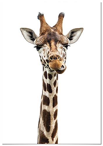 Panorama Poster Giraffe 21x30 cm - Gedruckt auf qualitativ hochwertigem Poster von 250gr - Tiere Wanbilder - Poster Wohnzimmer - Poster Natur - Bilder Schlafzimmer - Dekoration Hause von Panorama