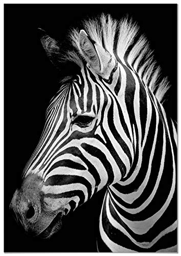 Panorama Poster Zebra 50x70 cm - Gedruckt auf qualitativ hochwertigem Poster von 250gr - Tiere Wanbilder - Poster Wohnzimmer - Poster Natur - Bilder Schlafzimmer - Dekoration Hause von Panorama