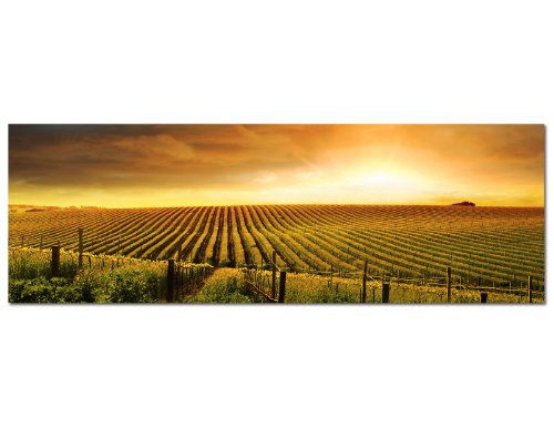 PANORAMA BILD XXL 150x50cm TOP Bilder! (Weinberge Weinfelder Frankreich) NEU Wandbild xxl günstig & modern ART PRINT Wandbilder Bilder EXKLUSIVES Fotowandbild auf Leinwand und Keilrahmen Bild Leinwandbild Fotodruck modern Zeitlos Stilvoll wie ein Gemälde Ausführung schöner Kunstdruck auf echter Leinwand als Wandbild mit Rahmen. Preiswerter als Ölbild Gemälde Foto Poster Plakat mit Bilderrahmen. von Panoramabilder auf Leinwand und Keilrahmen