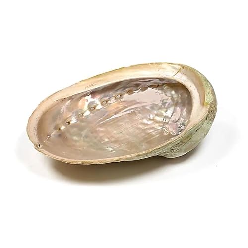 Abalone Muschel Haliotis diversicolor - ±13-16cm von Panotophia