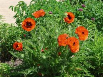 Orientalischer Mohn 'Beauty of Livermere', Papaver orientale 'Beauty of Livermere', Topfware von Papaver orientale 'Beauty of Livermere'