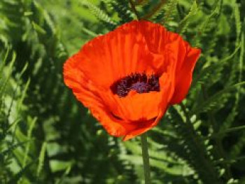 Orientalischer Mohn 'Brillant', Papaver orientale 'Brillant', Topfware von Papaver orientale 'Brillant'
