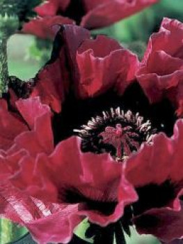 Orientalischer Mohn 'Harlem' ®, Papaver orientale 'Harlem' ®, Topfware XL von Papaver orientale 'Harlem' ®