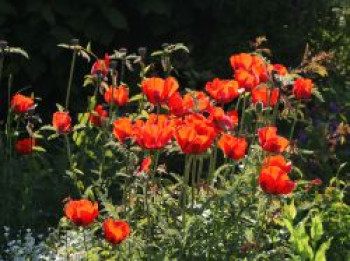Orientalischer Mohn 'Rembrandt' ®, Papaver orientale 'Rembrandt' ®, Topfware von Papaver orientale 'Rembrandt' ®