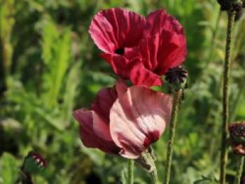 Orientalischer Mohn 'Royal Chocolate Distinction', Papaver orientale 'Royal Chocolate Distinction', Topfware von Papaver orientale 'Royal Chocolate Distinction'