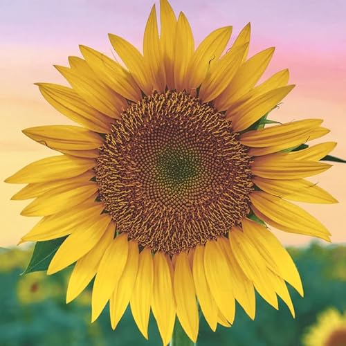 20 Servietten Blumen Erwachende Sonnenblume als Tischdeko. Papierservietten mit Motiv. Auch für Decoupage und Serviettentechnik 33x33cm von Paper+Design