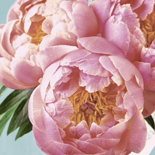 20 Servietten Blumen Pfingstrosen rosa als Tischdeko. Papierservietten mit Motiv. Auch für Decoupage und Serviettentechnik 33x33cm von Paper+Design