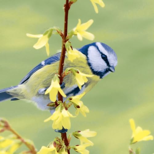 20 Servietten Tiermotive Blaumeise in freier Natur als Tischdeko. Papierservietten mit Motiv. Auch für Decoupage und Serviettentechnik 33x33cm von Paper+Design