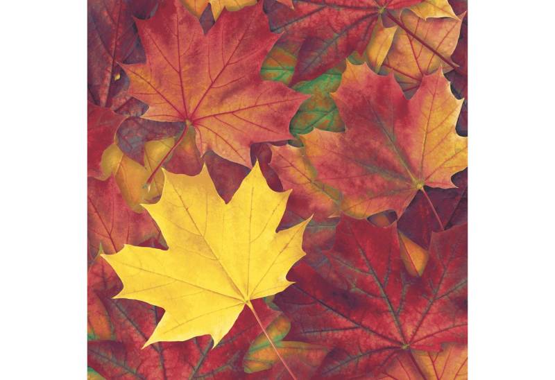 Paper+Design Papierserviette Serviette 'Harvest Harmony', 33x33cm Paper+Design Papierserviette Serviette 'Harvest Harmony', 33x33cm von Paper+Design