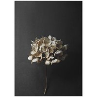 Paper Collective - Stillleben 04 (Hydrangea), 50 x 70 cm von Paper Collective