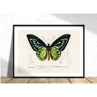 Grüner Vogelflügel | Ornithoptera Priamus - Charles Dessalines D' Orbigny Vintage Illustration, Alter Schmetterling Druck, Dekor Poster, Retro Art von PaperTherapyPosters
