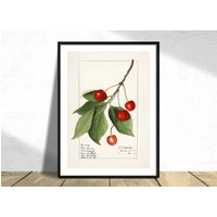 Kirschen | Prunus Avium - Ellen Isham Schutt | Küchendeko, Reproduktion, Retro, Vintage Poster, Restaurant Druck, Botanik, Natur A3 von PaperTherapyPosters