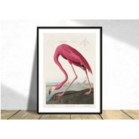 Pink Flamingo Aus "Birds Of America" -John James Audubon| Poster, Poster Reproduktion, Moderne Kunst, Wand Kunst Druck von PaperTherapyPosters