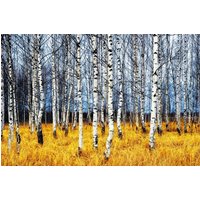 Papermoon Fototapete "Autumn Birch Grove" von Papermoon