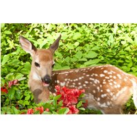 Papermoon Fototapete "BABY ROTHIRSCH-KALB TIER ROTWILD WALD BLUMEN NATUR" von Papermoon