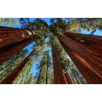 Papermoon Fototapete "BÄUME-NATUR LANDSCHAFT HERBST WALD BERGE GEBIRGE HIMMEL" Papermoon Fototapete "BÄUME-NATUR LANDSCHAFT HERBST WALD BERGE GEBIRGE HIMMEL" von Papermoon