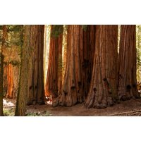 Papermoon Fototapete "BÄUME-NATUR LANDSCHAFT HERBST WALD BIRKENBÄUME DESIGN" Papermoon Fototapete "BÄUME-NATUR LANDSCHAFT HERBST WALD BIRKENBÄUME DESIGN" von Papermoon