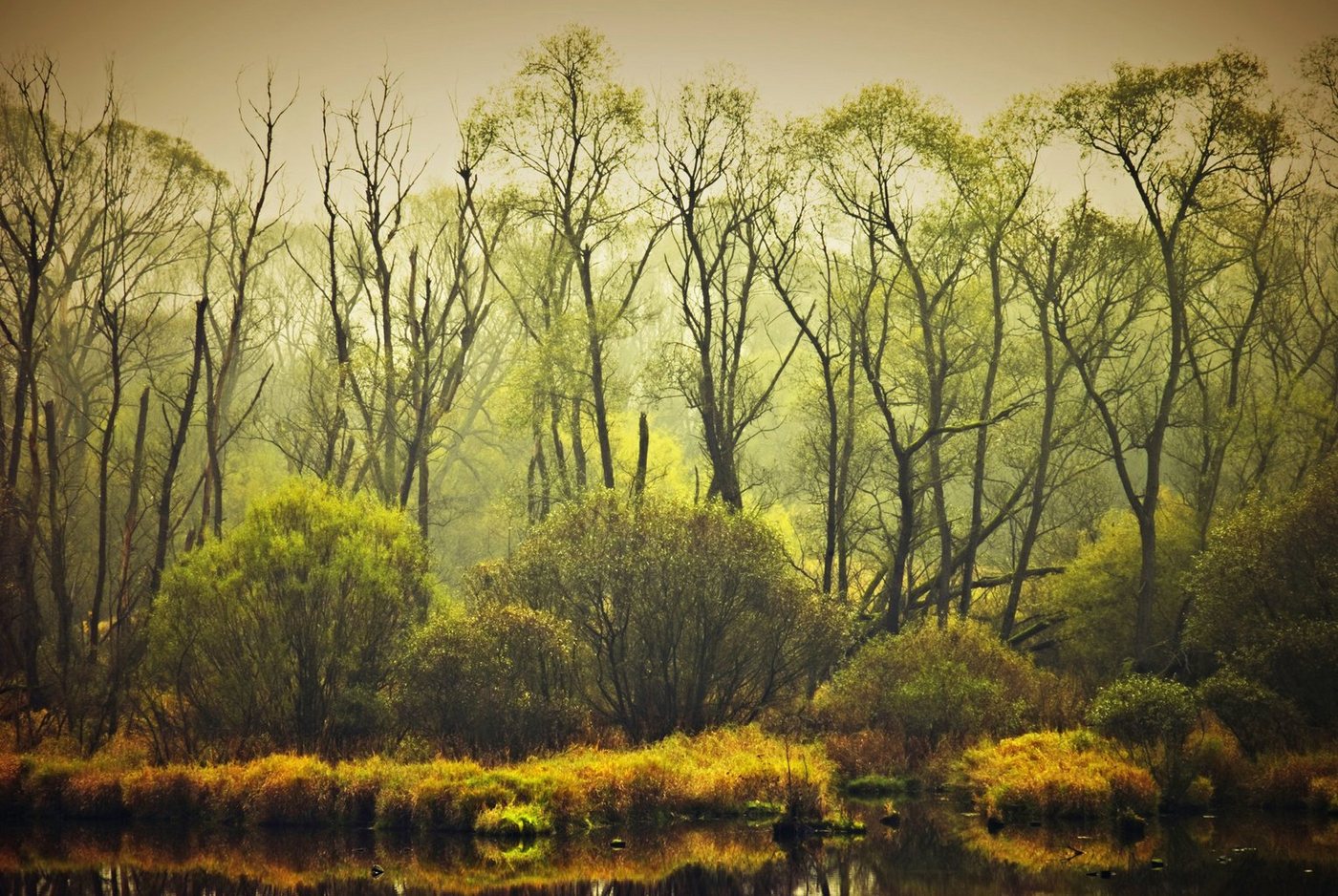 Papermoon Fototapete BÄUME-NATUR LANDSCHAFT HERBST WALD DSCHUNGEL SEE WÄLDER von Papermoon