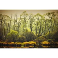 Papermoon Fototapete "BÄUME-NATUR LANDSCHAFT HERBST WALD DSCHUNGEL SEE WÄLDER" Papermoon Fototapete "BÄUME-NATUR LANDSCHAFT HERBST WALD DSCHUNGEL SEE WÄLDER" von Papermoon