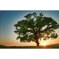 Papermoon Fototapete "BAUM-NATUR LANDSCHAFT HERBST WALD BÄUME SONNENUNTERGANG" Papermoon Fototapete "BAUM-NATUR LANDSCHAFT HERBST WALD BÄUME SONNENUNTERGANG" von Papermoon