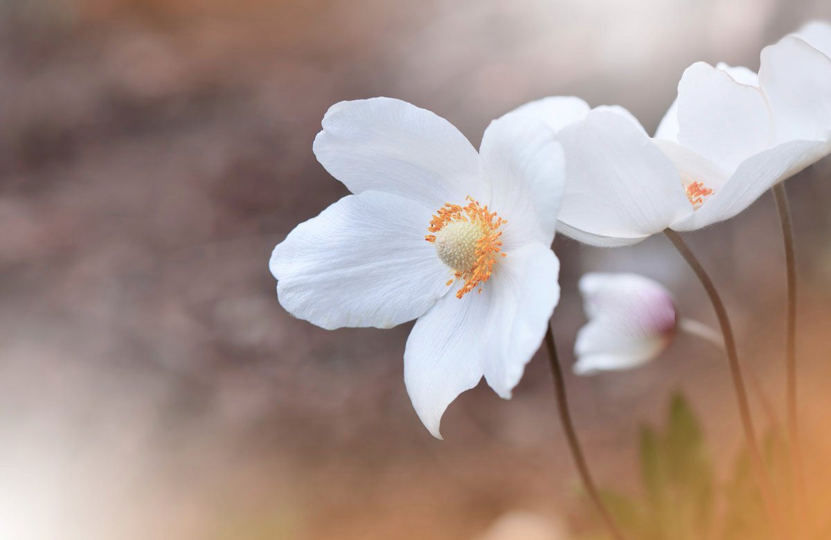 Papermoon Fototapete BLUMEN-ANEMONE MAKRO ABSTRAKT KUNST WIESE NATUR PFLANZE von Papermoon