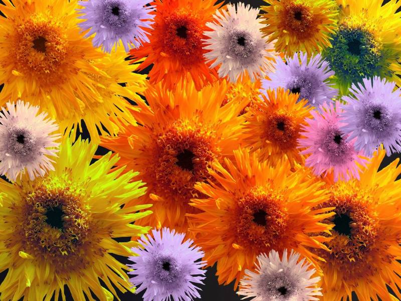 Papermoon Fototapete BLUMEN-COLLAGE-BUNT STRAUßPFLANZEN ORCHIDEEN FANTASIE von Papermoon