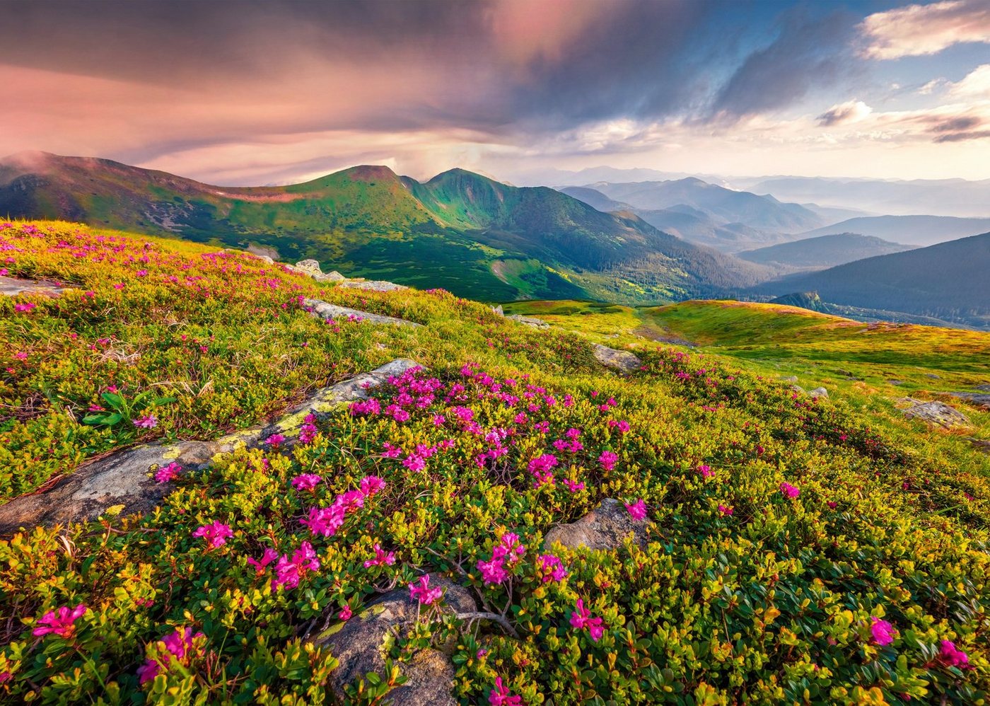 Papermoon Fototapete BLUMEN-NATUR LANDSCHAFT BERGE GEBIRGE ALPEN LAVENDEL von Papermoon