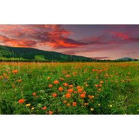 Papermoon Fototapete "BLUMEN-WIESE-GEBIRGE NATUR GRÜN SONNE BERG HIMMEL FELD" von Papermoon