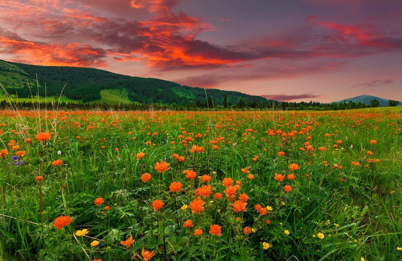 Papermoon Fototapete BLUMEN-WIESE-GEBIRGE NATUR GRÜN SONNE BERG HIMMEL FELD von Papermoon