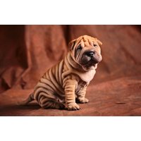 Papermoon Fototapete "BULLDOG-TIERE HUND BULLDOGE HUNDE BLUMEN NATUR WANDDEKO" von Papermoon