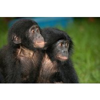 Papermoon Fototapete "Baby Bonobos" von Papermoon
