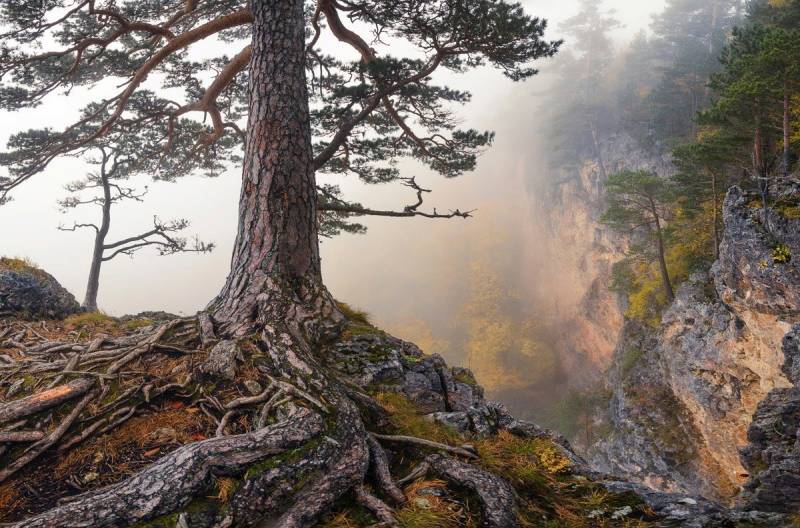 Papermoon Fototapete Baum an Klippe von Papermoon