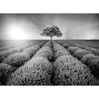 Papermoon Fototapete "Baum im Feld Schwarz & Weiß" von Papermoon