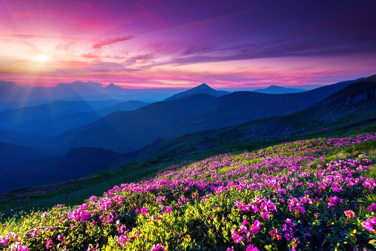 Papermoon Fototapete Blumenwiese von Papermoon