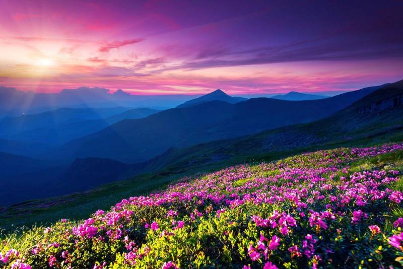 Papermoon Fototapete Blumenwiese Papermoon Fototapete Blumenwiese von Papermoon