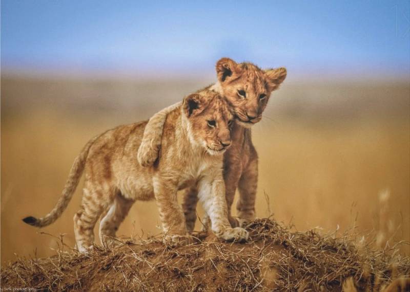 Papermoon Fototapete Selbstklebend, "Brothers for Life", Matt & lichtbeständig, Blasenfrei ohne Kleister, Rückstandslos abziehbar, Made in Germany Papermoon Fototapete Selbstklebend, "Brothers for Life", Matt & lichtbeständig, Blasenfrei ohne Kleister, Rückstandslos abziehbar, Made in Germany von Papermoon